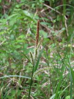 Carex dispalata