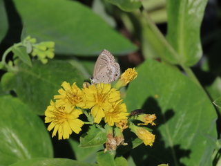 Narathura bazalus?