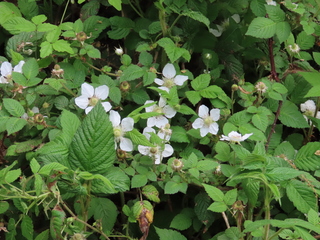 Rubus hirsutus