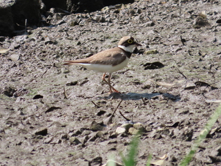 Charadrius dubius