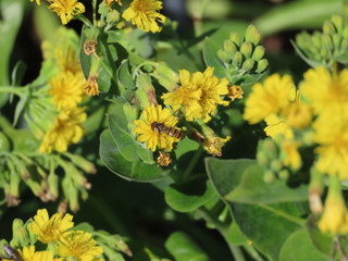 Episyrphus balteatus