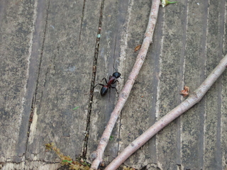 Camponotus obscuripes