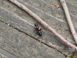 Camponotus obscuripes