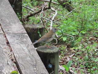 Turdus pallidus