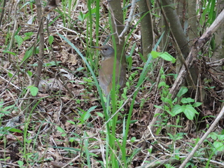 Turdus pallidus