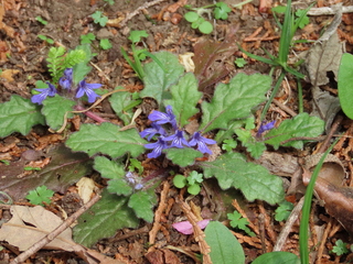 Ajuga decumbens