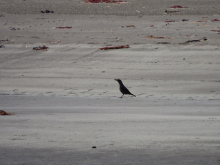 Monticola solitarius