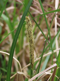 Carex dispalata