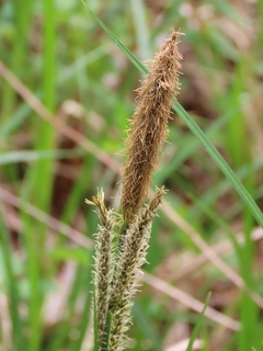 Carex dispalata