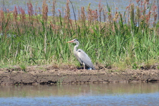 Ardea cinerea