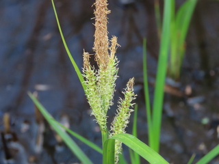 Carex dispalata
