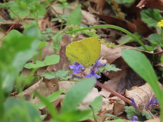Eurema hecabe