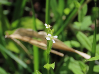 Arabis hirsuta