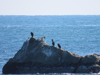 Phalacrocorax carbo?