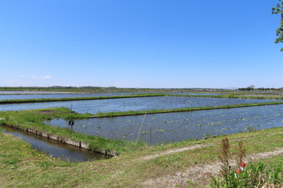lotus field