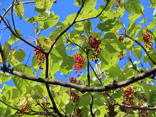 Idesia polycarpa