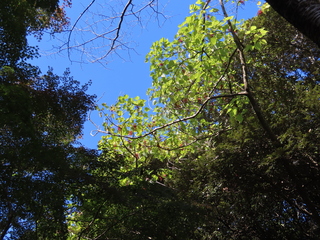 Idesia polycarpa