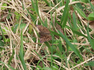Erynnis montanus
