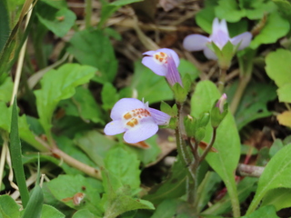 Mazus miquelii