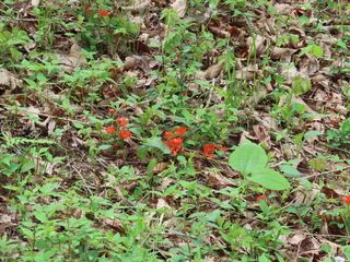 Chaenomeles japonica