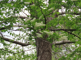 Prunus grayana