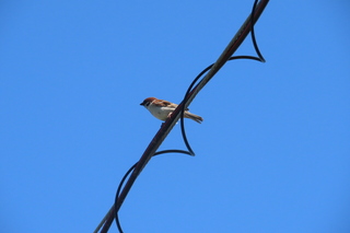 Passer montanus