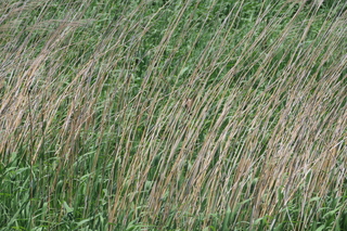 Acrocephalus orientalis