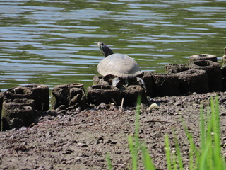 Trachemys scripta