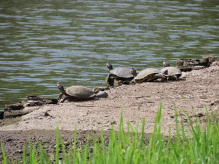Trachemys scripta