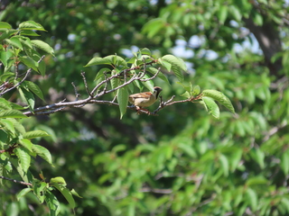 Passer montanus
