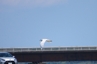Ardea alba