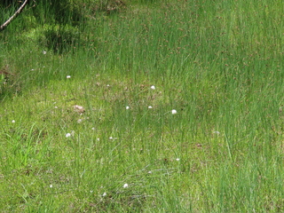 Eriophorum vaginatum