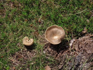 Agaricus subrutilescens?