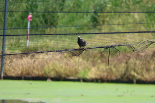 Spodiopsar cineraceus