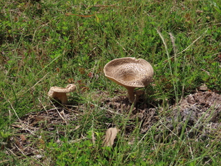 Agaricus subrutilescens?