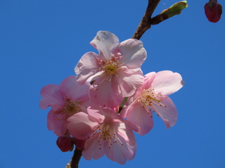 Prunus x kanzakura 'Kawazu-zakura'