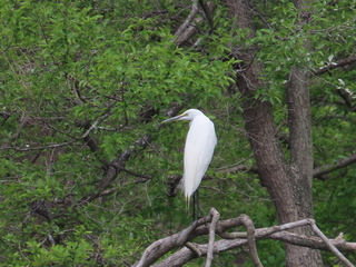 Ardea alba