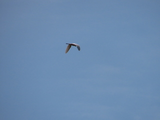 Ardea cinerea