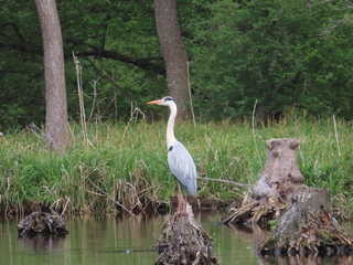 Ardea cinerea