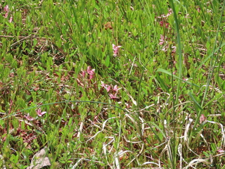 Vaccinium oxycoccos