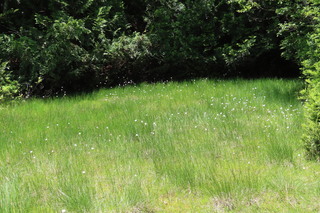 Eriophorum vaginatum