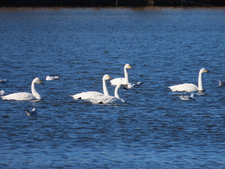 Cygnus columbianus