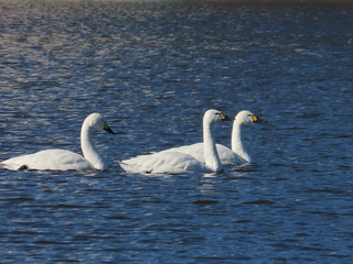 Cygnus columbianus