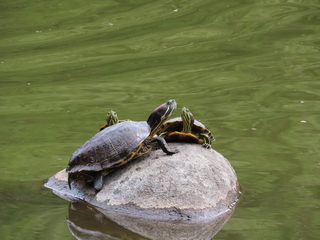 Trachemys scripta
