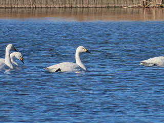 Cygnus columbianus