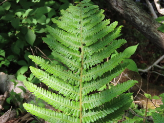 Dryopteris crassirhizoma