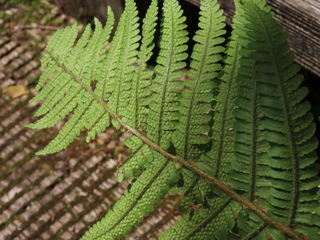 Dryopteris crassirhizoma