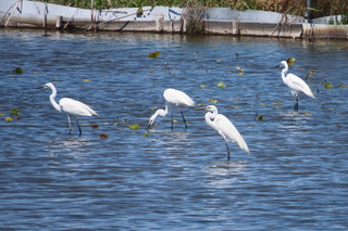 Ardea modesta