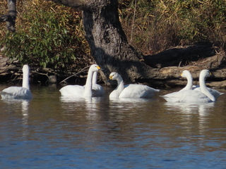 Cygnus columbianus