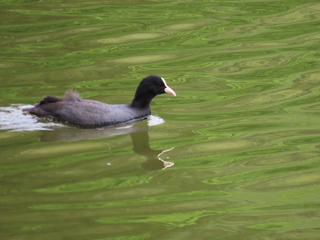 Fulica atra